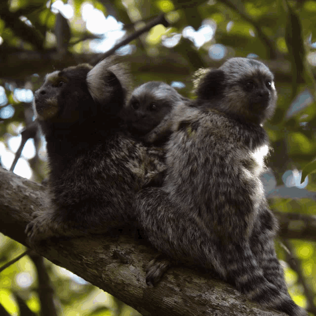 Você não deve alimentar os saguis - Fauna News