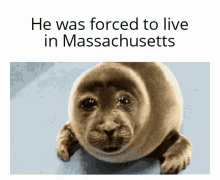 Massachusetts He Was Forced To Live GIF - Massachusetts He Was Forced To Live Seal GIFs