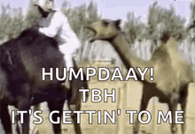 hump day camel bite camel its gettin to me hump day camel bite camel its gettin to me