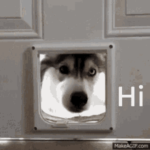 Dog Husky GIF - Dog Husky Dog Door GIFs