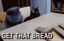 Get That Bread Get This Bread GIF - Get That Bread Get This Bread Cats GIFs