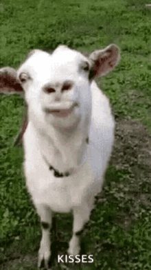 Funny Face Goats GIF - Funny Face Goats Kisses GIFs