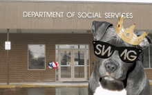 Pitbull Dog Welfare Check GIF - Pitbull Dog Welfare Check Ebt Card GIFs
