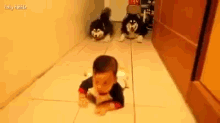 Two Husky Dogs Imitate A Crawling Baby! GIF - Dogs Crawl Baby GIFs