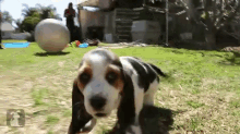 Adorable Wrinkled Basset Hound Puppies GIF - Cute Puppies Bassethound GIFs