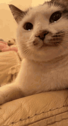 cat cry crying cries sad cat crying cat cry crying cries sad cat crying