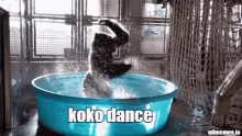 Koko Monkes GIF - Koko Monkes GIFs