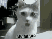 Kucing Kaget GIF - Kucing Kaget Terkejut GIFs