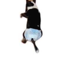 Puppy Diaper Sticker - Puppy Diaper Playing Stickers