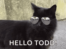 Cat Sunglasses GIF - Cat Sunglasses Hello GIFs