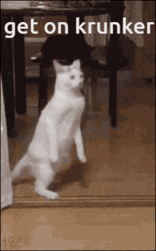 Krunker Cat GIF - Krunker Cat Wholesome GIFs