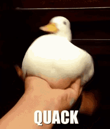 Quack Duck GIF - Quack Duck GIFs