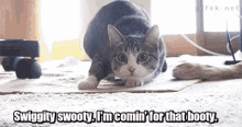 Cat Im Comin For That Booty GIF - Cat Im Comin For That Booty Twerking GIFs