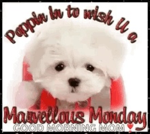 Monday Happy Monday GIF - Monday Happy Monday Cute GIFs