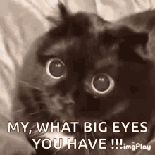 surprised cat cute big eyes damn surprised cat cute big eyes damn