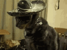 Gato Que GIF - Gato Que Sombrero GIFs