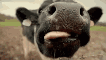 Goat Kisses GIF - Goat Kisses Morning GIFs