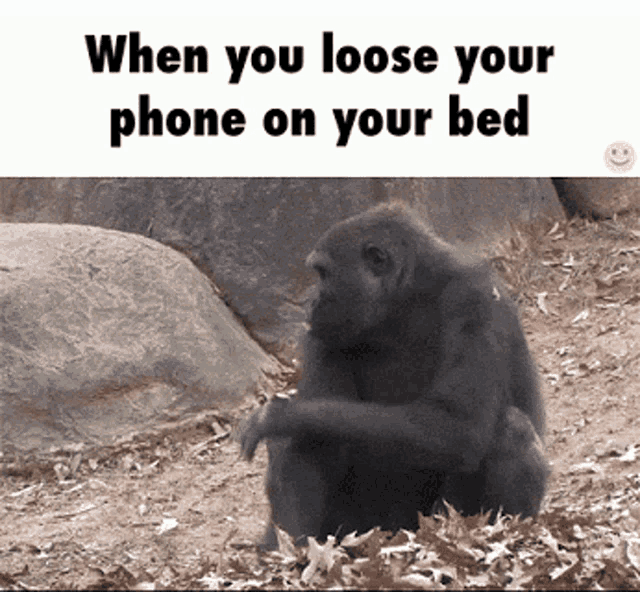 Cellphone Gorilla GIF - Cellphone Gorilla GIFs
