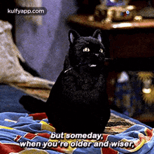 But Someday,When You'Re Older And Wiser.Gif GIF - But Someday When You'Re Older And Wiser Black Cat GIFs