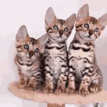 Kitten Kitty GIF - Kitten Kitty 3cats GIFs