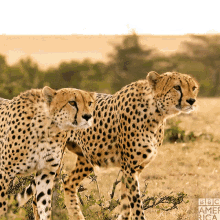 Cheetah Cub GIF - Cheetah Cub GIFs