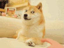 ねえねえ　何　ブチ切れ　悪目　秋田犬 可愛い犬　わんちゃん GIF - Akita Dog Cute Dog GIFs