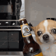 Beerdog Dog Beer GIF - Beerdog Dog Beer Dogdancing GIFs
