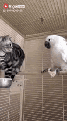 Parrot Cat GIF - Parrot Cat Cockitail GIFs