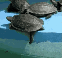 乌龟 可爱 搞笑 GIF - Turtle Cute Funny GIFs