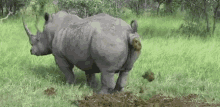 Poop Rhinoceros GIF - Poop Rhinoceros Call Of Nature GIFs