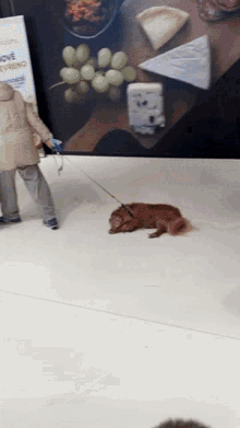 Funny Dog GIF - Funny Dog Walking GIFs