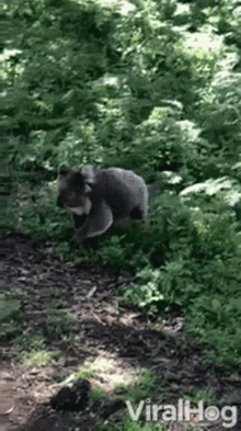 Koala Search GIF - Koala Search Walking GIFs