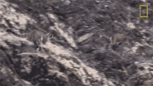Going Down Snow Leopards101 GIF - Going Down Snow Leopards101 Rocks GIFs