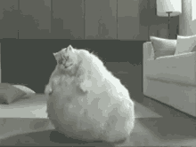 fat cat dance