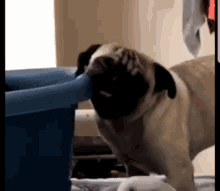 gnaw chewing