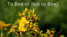 to be or not to be bee bees