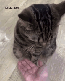 Cat Shake GIF - Cat Shake GIFs