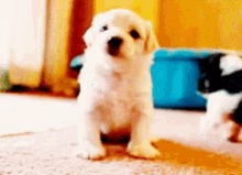 Puppy Dog GIF - Puppy Dog Wave GIFs