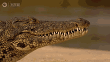 edward jackson edward jackson x alligator alligator open mouth