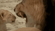 She Always Defended You When Someone Picked On You At School. GIF - Lion Cub Africa GIFs