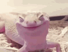 lizard happy high smile tongue