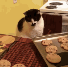 Cat Cookies Cookies GIF - Cat Cookies Cookies Cat GIFs