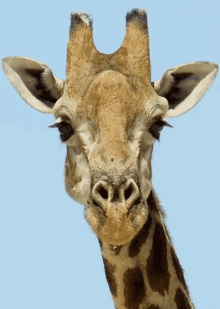 giraffe wink flirt