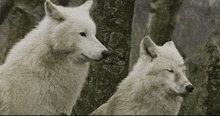 Couple Wolf GIF - Couple Wolf Wolves GIFs