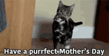 Have A Purrfect Mothers Day GIF - Mothers Day Happy Mother Day Cat GIFs