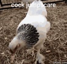 Cock Jumpscare Among GIF - Cock Jumpscare Cock Jumpscare GIFs