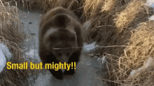 Bear Small But Mighty GIF - Bear Small But Mighty Grizzly Bear GIFs