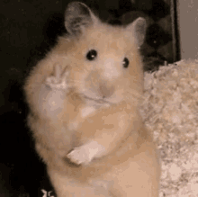 Hamster Peace GIF - Hamster Peace GIFs