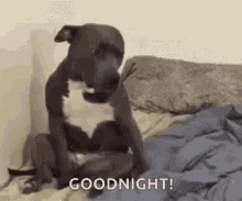Dog Goodnight GIF - Dog Goodnight Sweet Dreams GIFs