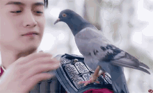 Chenxiao Pigeon GIF - Chenxiao Pigeon GIFs